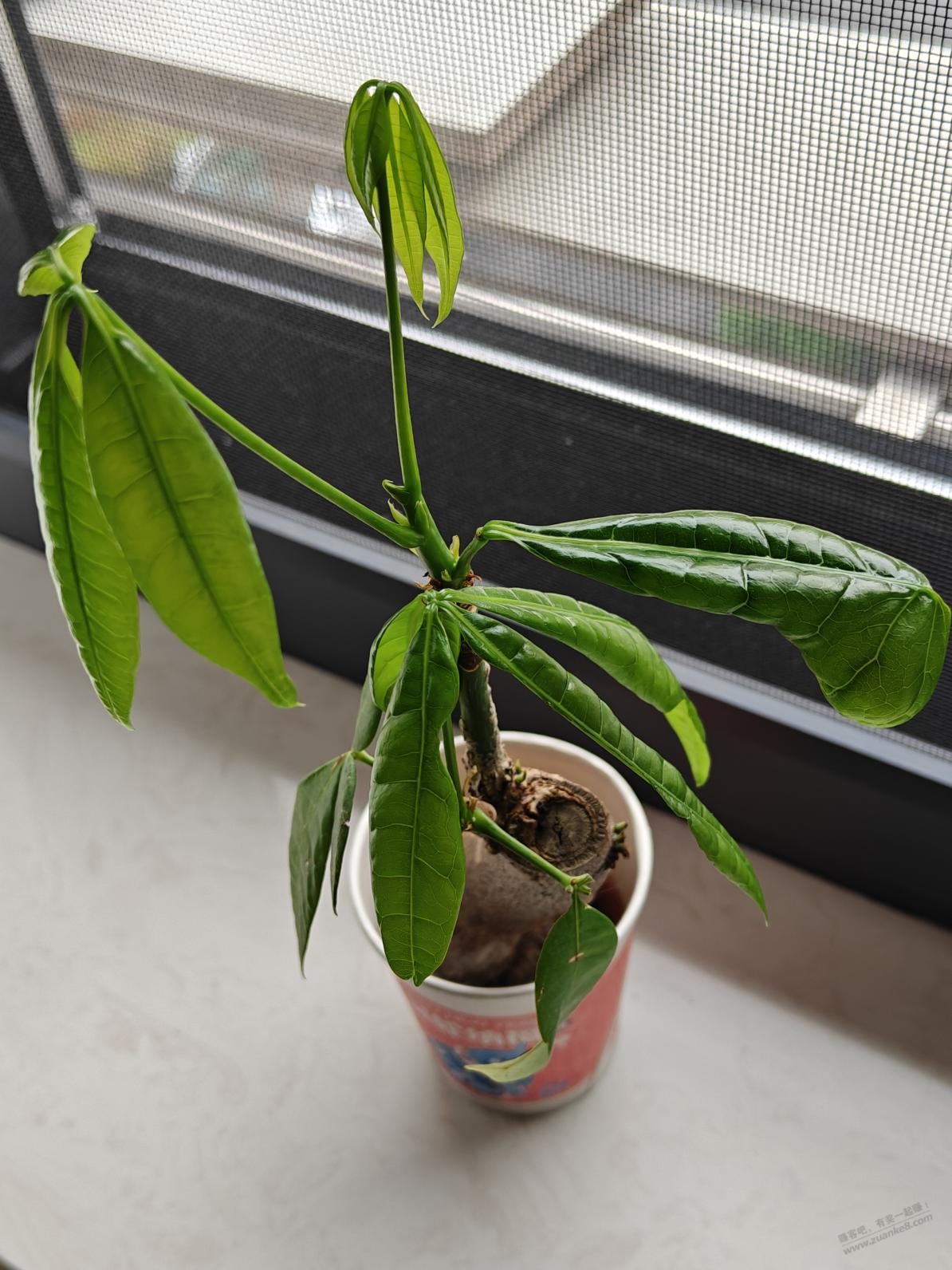 终于不再是植物杀手,ZFB免费兑换的发财树算是养活了 终于不再是植物杀手,ZFB免费兑换的发财树算是养活了