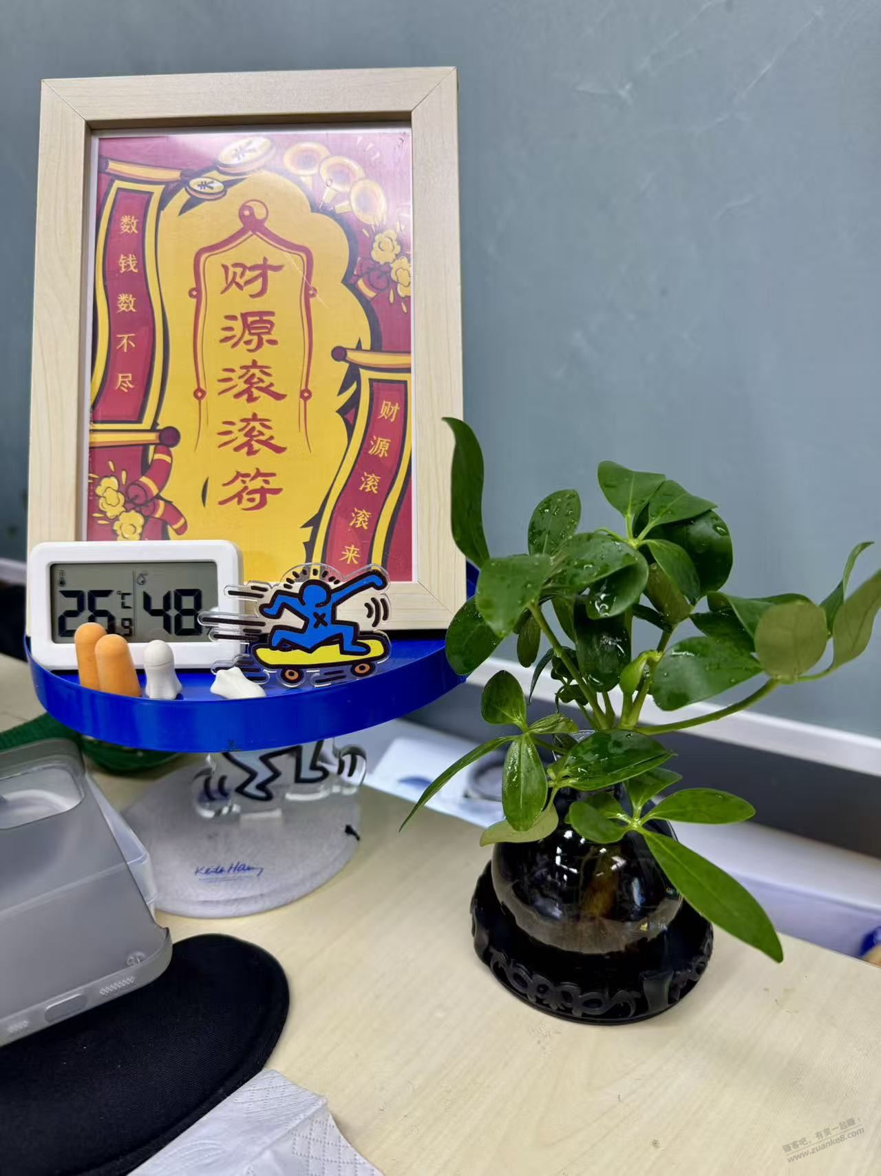 我的水培鸭脚木 开始发新根了