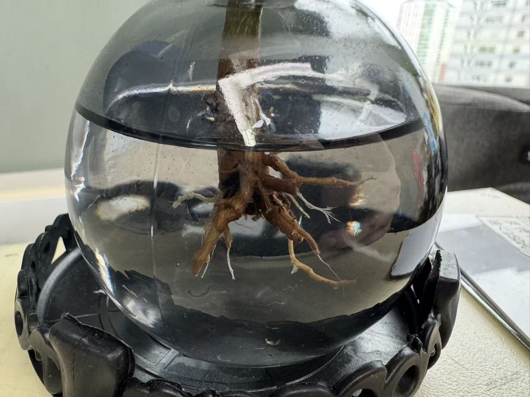 我的水培鸭脚木 开始发新根了