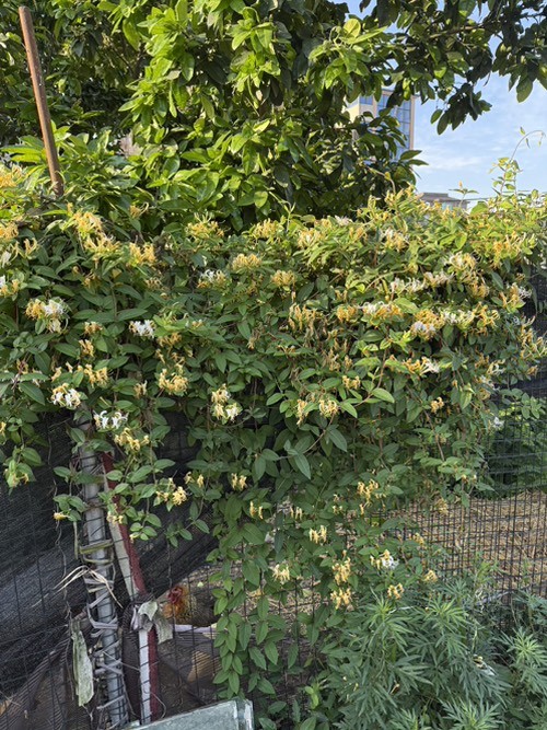 家门口的金银花和月季开啦