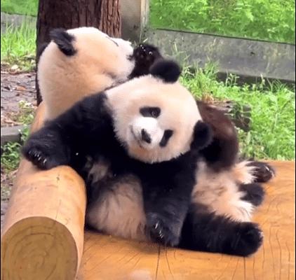 回馈我组，jd库博光学硅水凝胶月抛6片装好价69元一盒，到手11.5/片，凑单更便宜，超简单作业，近视姐妹进