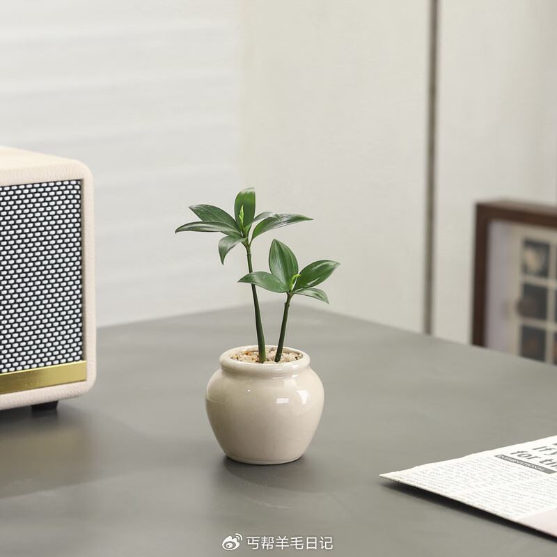 八芽园艺盆栽合集🚀 想要哪个拍哪个👇🏻 7.8💰竹柏+陶瓷小茶罐盆 8.7💰小叶栀子花+陶瓷竖纹盆 ...