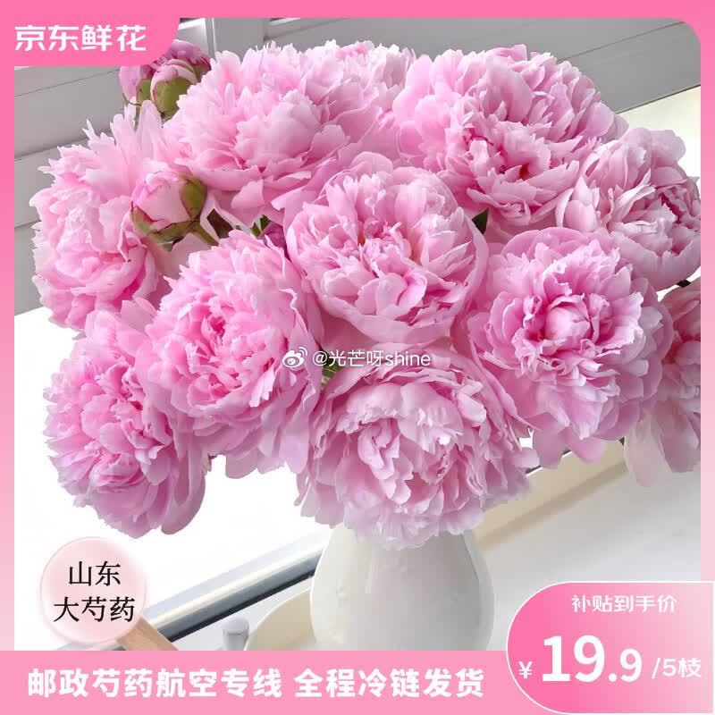 宜而爽内裤女10A抑菌A类婴儿棉 3条 【23.9】 ToSpring母亲节山东精品级重瓣芍药粉色5...
