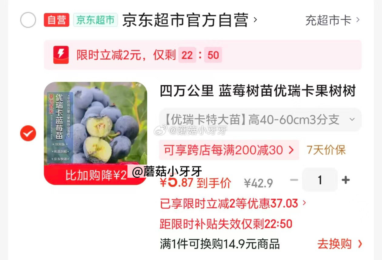 🐶东 超市好券-99-50绿植券 200-20黑五券 四万公里 蓝莓树苗优瑞卡果树树苗3分枝 弹2立...