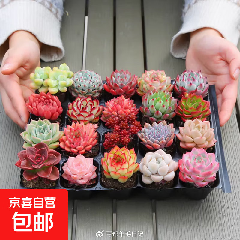 多肉2颗，💰0.9...