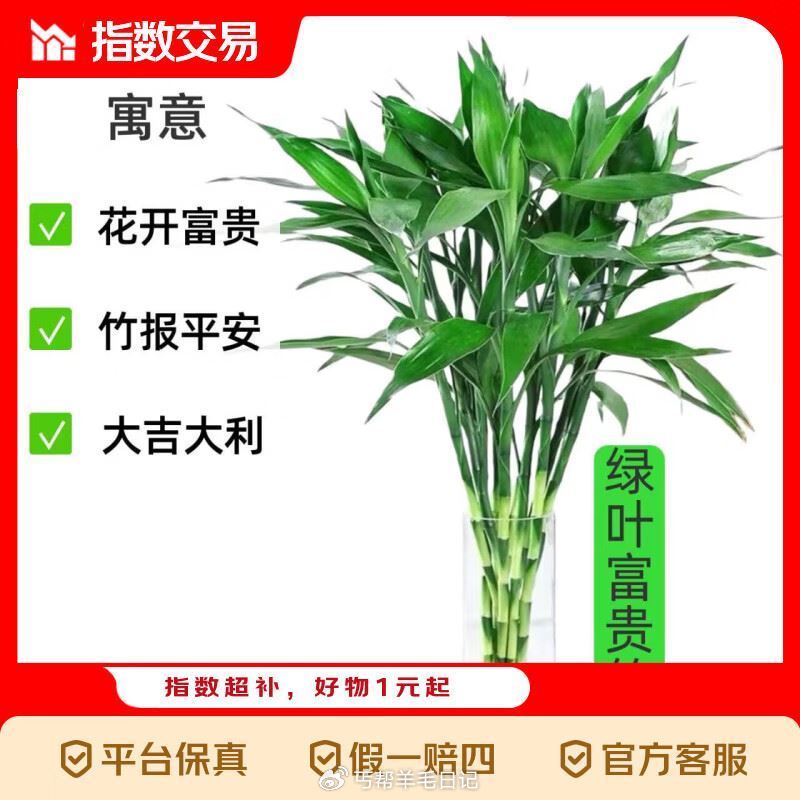 5.99💰水培富贵竹 10支 6.99💰绿萝盆栽2盆装 6.99💰云南香水百合6支 跳转αpp价格成...