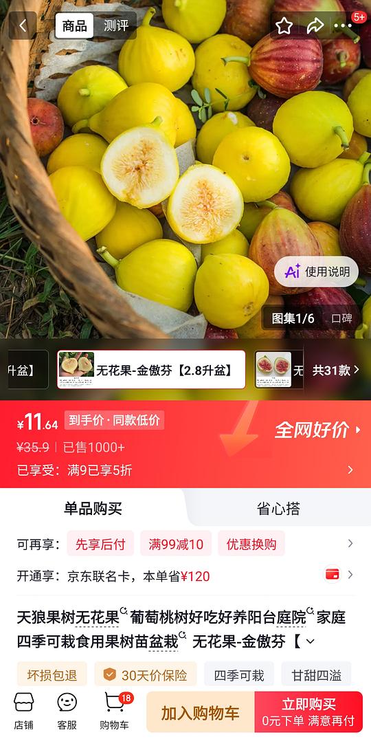 金奥芬无花果盆栽11r 金奥芬无花果盆栽11r